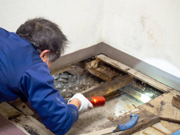 Crawl Space Mold Removal in Jasper, AL
