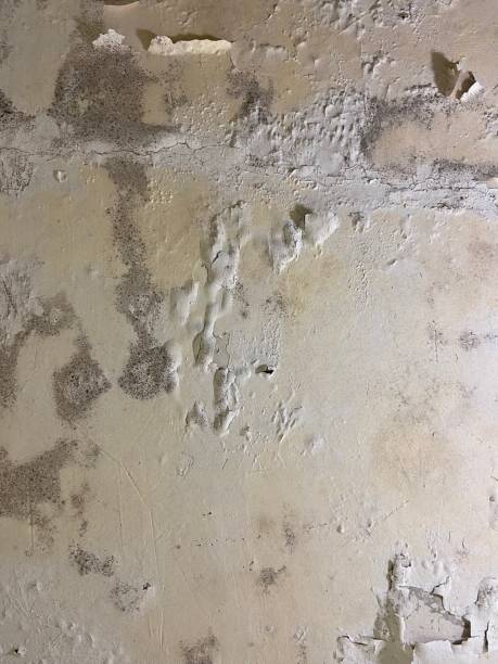 Best Same-Day Mold Removal  in Jasper, AL