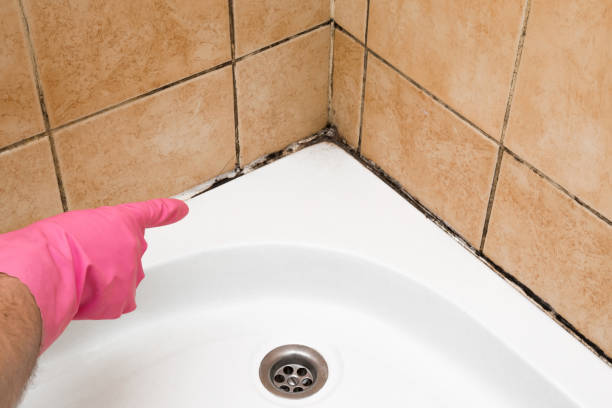 Best Black Mold Removal  in Jasper, AL